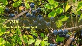  Presentation with purple - Colorful PPT theme enhanced with purple-blue-waxy-blackthorn backdrop and a tawny brown colored foreground