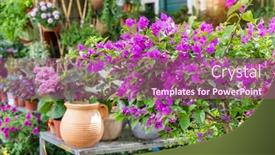  Presentation with purple flowers - Beautiful presentation featuring purple-bougainvillea-flowers-in-garden backdrop and a coral colored foreground