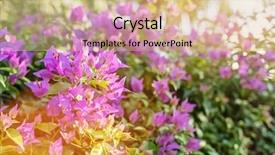  Presentation with purple flowers - Slide set consisting of purple bougainvillea flowers background and a  colored foreground