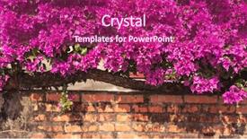  Presentation with nature purple - Beautiful PPT layouts featuring purple bougainvillea flowers backdrop and a violet colored foreground