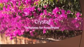  Presentation with purple flowers - Presentation featuring purple bougainvillea flowers background and a violet colored foreground