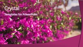  Presentation with nature purple - Cool new presentation design with purple bougainvillea flowers backdrop and a violet colored foreground