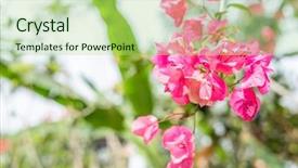  Presentation with purple flowers - Colorful presentation theme enhanced with purple bougainvillea flowers backdrop and a mint green colored foreground