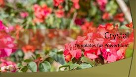  Presentation with purple flowers - Presentation theme having purple bougainvillea flowers background and a red colored foreground