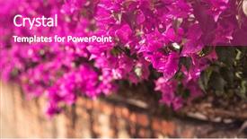  Presentation with purple flowers - Audience pleasing presentation theme consisting of purple bougainvillea flowers backdrop and a purple colored foreground