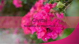  Presentation with nature purple - Amazing presentation having purple bougainvillea flowers backdrop and a red colored foreground