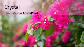  Presentation with purple flowers - Presentation theme consisting of purple bougainvillea flowers background and a coral colored foreground