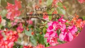  Presentation with nature purple - Colorful presentation theme enhanced with purple-bougainvillea-flowers backdrop and a coral colored foreground