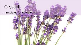  Presentation with purple flowers - Theme enhanced with purple bouquet lavender flowers on white background background and a lavender colored foreground