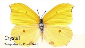  Presentation with butterfly colombia - Slides enhanced with purple butterflies - butterfly gonepteryx amintha isolated background and a blonde colored foreground