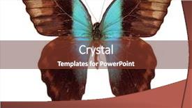  Presentation with butterfly - Cool new PPT theme with purple butterflies - butterfly papilio peranthus isolated backdrop and a tawny brown colored foreground