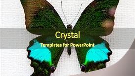  Presentation with exotic foods - Presentation theme with purple butterflies - exotic butterfly isolated on white background and a tawny brown colored foreground