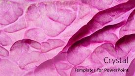  Presentation with cabbage - Theme with purple-chinese-cabbage-on-white background and a coral colored foreground