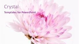  Presentation with chrysanthemum - PPT theme with purple-chrysanthemum-flower-closeup-soft background and a pink colored foreground