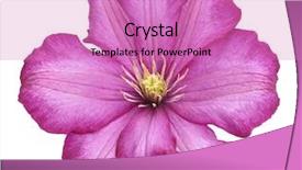  Presentation with clematis - Beautiful theme featuring purple clematis flower on white backdrop and a coral colored foreground