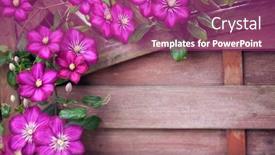  Presentation with clematis - Cool new theme with purple-clematis-framing-a-wooden backdrop and a purple colored foreground