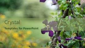  Presentation with clematis - Presentation design enhanced with purple-clematis-in-the-garden background and a seafoam green colored foreground