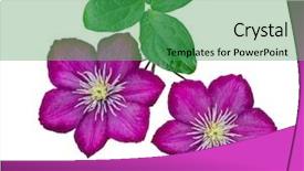  Presentation with clematis - Amazing slide set having purple clematis on a stem backdrop and a ocean colored foreground