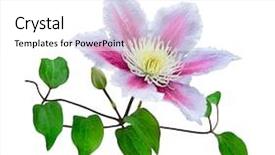  Presentation with clematis - Beautiful slide deck featuring purple clematis on a stem backdrop and a white colored foreground