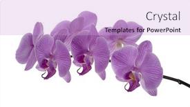  Presentation with orchid - PPT theme enhanced with purple-colored-orchid-isolated background and a lavender colored foreground