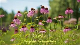  Presentation with echinacea - Theme featuring purple-coneflower-flowers-echinacea-purpurea background and a gold colored foreground