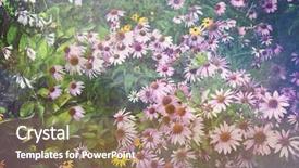  Presentation with artistic - Presentation with yellow green background - purple coneflower garden background and a coral colored foreground