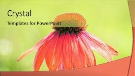  Presentation with purple green - Slide deck enhanced with purple coneflower with green summer background and a yellow colored foreground