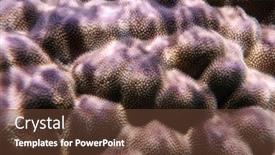  Presentation with coral reef - Cool new slides with purple-coral-in-coral-reef backdrop and a tawny brown colored foreground
