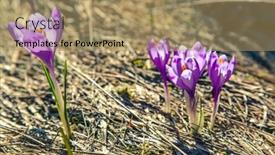  Presentation with purple crocus - Amazing slide deck having purple crocus flower on the spring meadow carpathian ukraine europe beauty world backdrop and a coral colored foreground