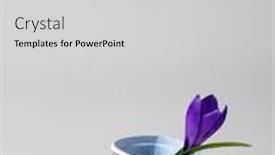  Presentation with purple crocus - Amazing slide deck having purple-crocus-flower backdrop and a light gray colored foreground