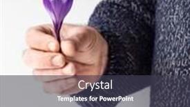  Presentation with purple crocus - PPT theme with purple-crocus-flower background and a dark gray colored foreground