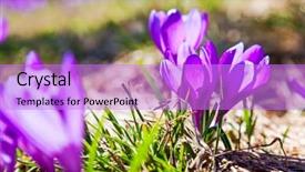  Presentation with purple crocus - PPT layouts with purple crocus flower background and a  colored foreground