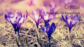  Presentation with purple crocus - Audience pleasing PPT theme consisting of purple crocus flower on the spring meadow carpathian ukraine europe beauty world retro filtered instagram toning effect backdrop and a coral colored foreground