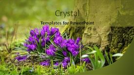  Presentation with purple crocus - Presentation design consisting of purple-crocus-flowers background and a gold colored foreground