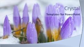  Presentation with snowdrop - PPT theme featuring purple-crocus-in-the-snow background and a sky blue colored foreground