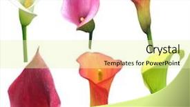  Presentation with white flowers - Slides enhanced with purple curve - collection of calla lilly flowers background and a blonde colored foreground