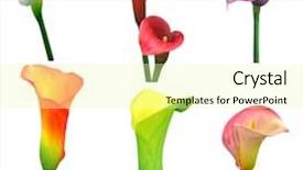  Presentation with calla lily - Colorful theme enhanced with purple curve - set of calla lily flowers backdrop and a blonde colored foreground