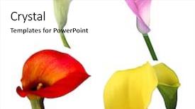  Presentation with calla lily - Theme featuring purple curve - set of calla lily flowers background and a white colored foreground