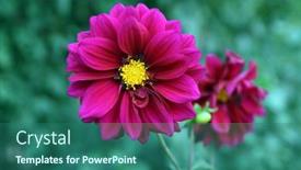  Presentation with green foliage - 