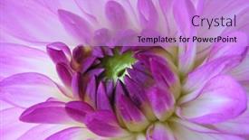  Presentation with purple heart - 