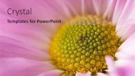  Presentation with daisy - Cool new PPT theme with purple-daisy-flower-close-up backdrop and a coral colored foreground