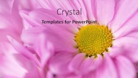  Presentation with daisy - Amazing PPT layouts having purple-daisy-flower-close-up backdrop and a lavender colored foreground