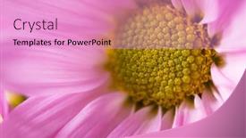  Presentation with daisy - Beautiful PPT theme featuring purple-daisy-flower-texture-close backdrop and a lemonade colored foreground