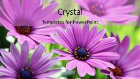  Presentation with daisy - Amazing theme having gdp rubber stamp backdrop and a lemonade colored foreground