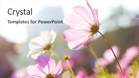  Presentation with daisy - Cool new slide set with purple daisy under sunlight backdrop and a white colored foreground