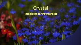  Presentation with purple flowers - PPT layouts having purple dayflower flowers commelina shallow depth of field background and a tawny brown colored foreground