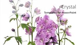  Presentation with purple flowers - Slide deck having purple delphinium flowers on white background background and a white colored foreground