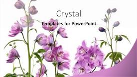  Presentation with purple flowers - Cool new slide deck with purple delphinium flowers on white background backdrop and a white colored foreground