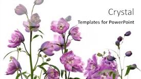  Presentation with purple flowers - PPT theme enhanced with purple delphinium flowers on white background background and a white colored foreground