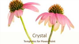  Presentation with echinacea - Cool new presentation with purple echinacea isolated on white backdrop and a cream colored foreground